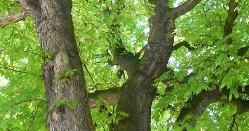 paris vous offre un arbre