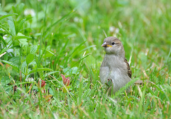 jeune moineau 114645 (Flickr - Thierry Dacko)