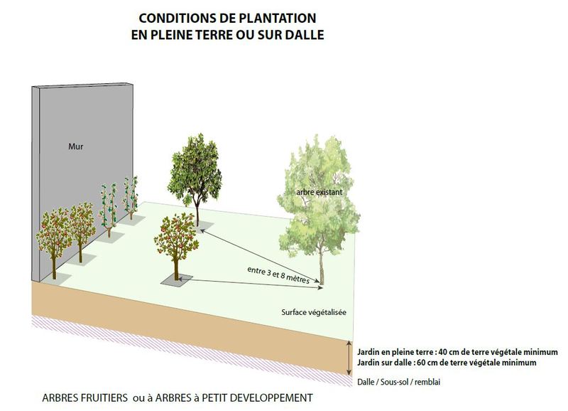 Des arbres dans mon jardin :conditions de plantation en pleine terre ou sur dalle (Mairie de Paris)
