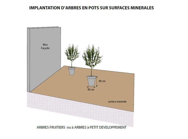 Des arbres dans mon jardin : implantation d'arbres en pot sur surfaces minérales (Mairie de Paris)