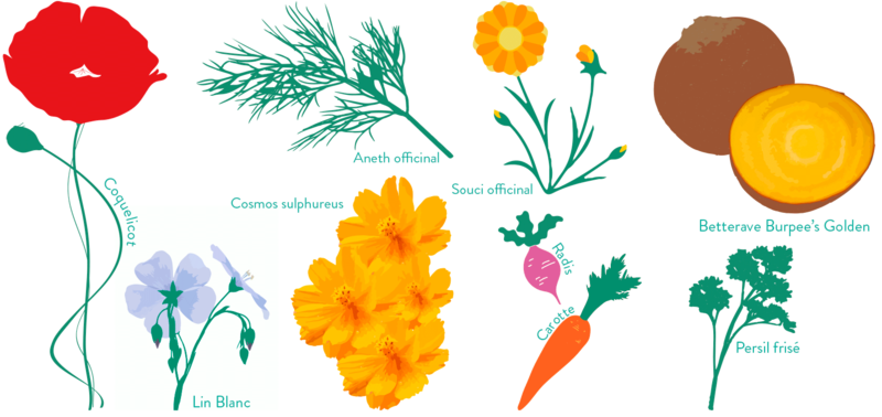 fleursgrainesmars2018.png