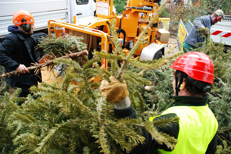 Point recyclage de sapins