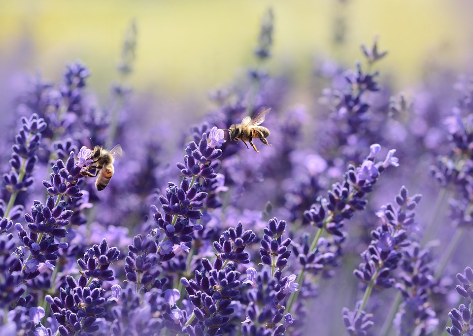 abeilles