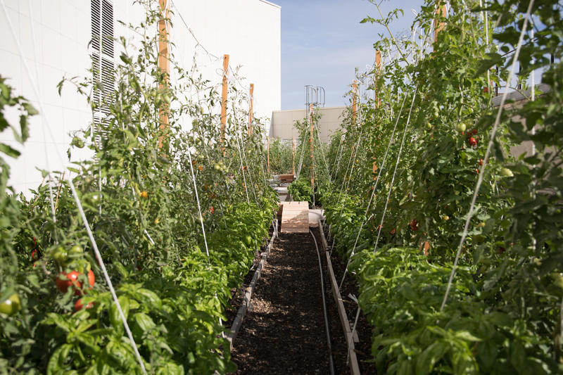 Agriculture urbaine sur le toit de l'Opéra Bastille.jpg