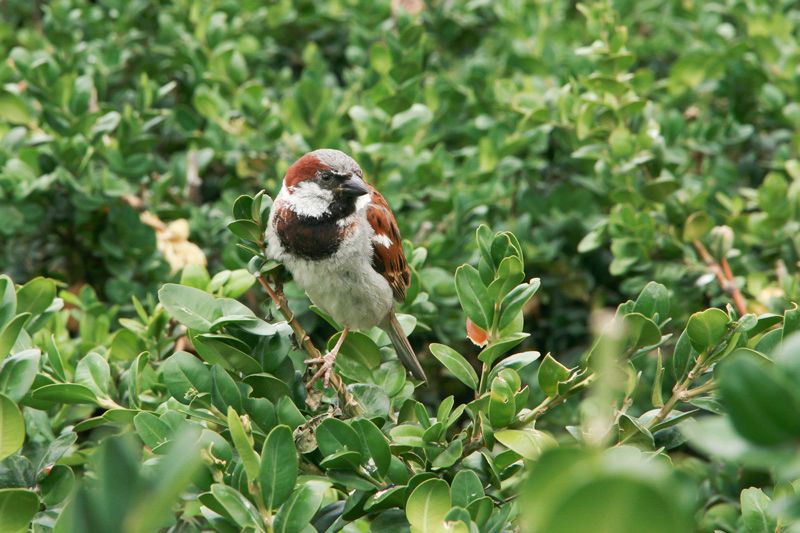 Moineau.jpg