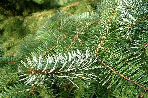 branche de sapin 93510 (Flickr-celedreen)