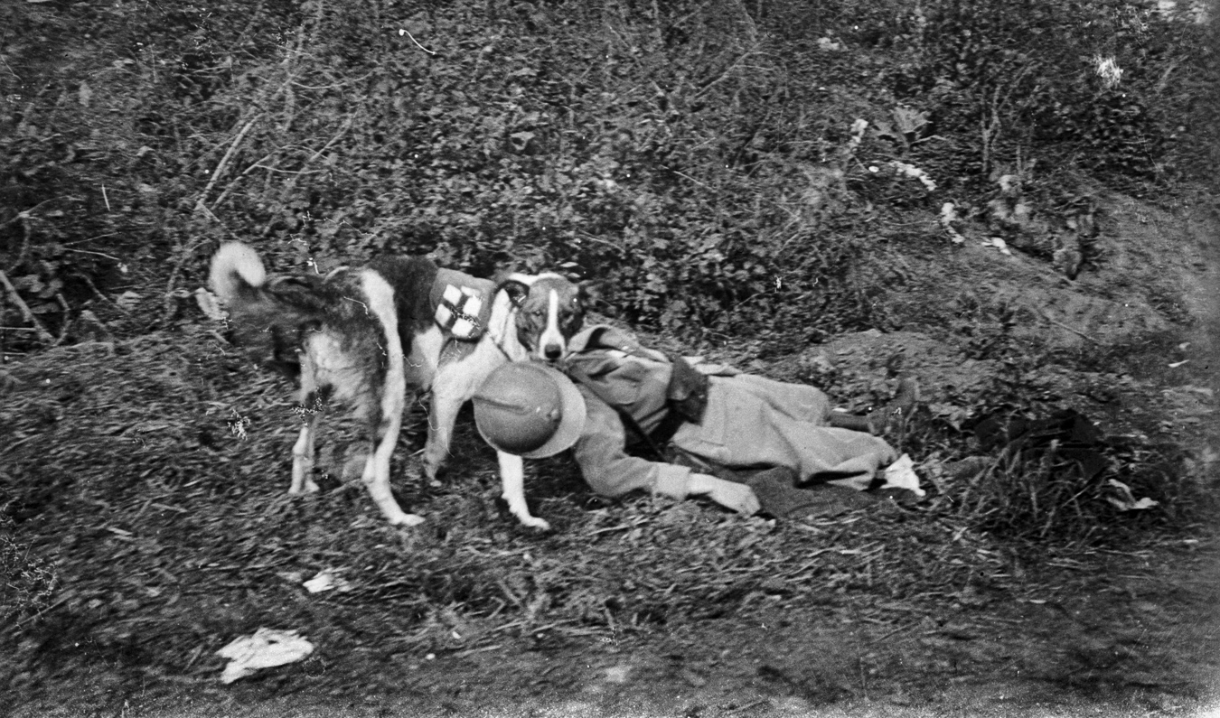 Guerre 1914-1918. Chien sanitaire traînant un blessé français. (© Neurdein/Roger-Viollet) Guerre 1914-1918. Chien sanitaire traînant un blessé français.