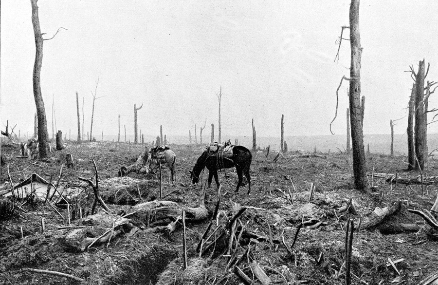Guerre 1914-1918. Dans le Bois Haché le-bien-nommé. Chevaux d'une patrouille de cavalerie qui s'est avancée à travers les trous d'obus en 1916. (© Collection Roger-Viollet/Roger-Viollet)
