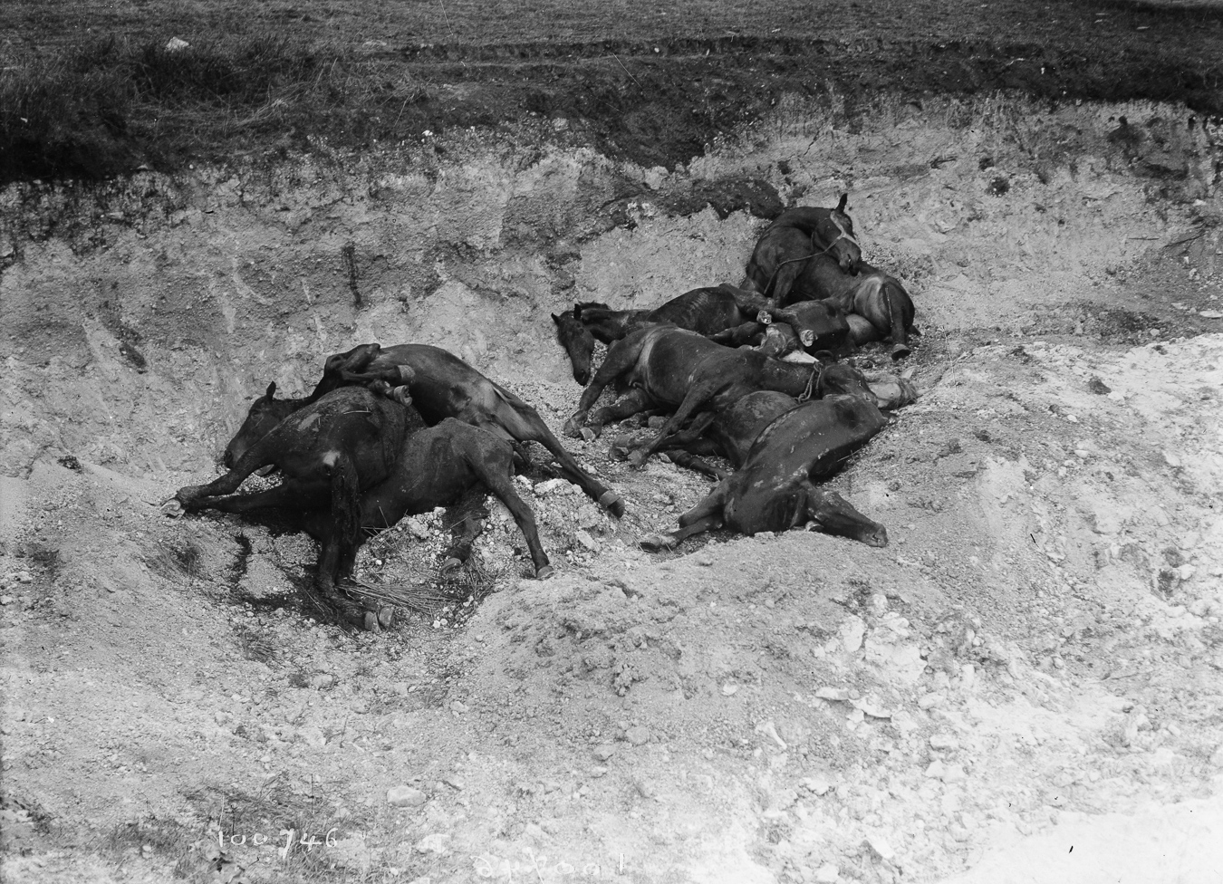 Guerre 1914-1918. Chevaux tués. 1914. (© Maurice-Louis Branger/Roger-Viollet)