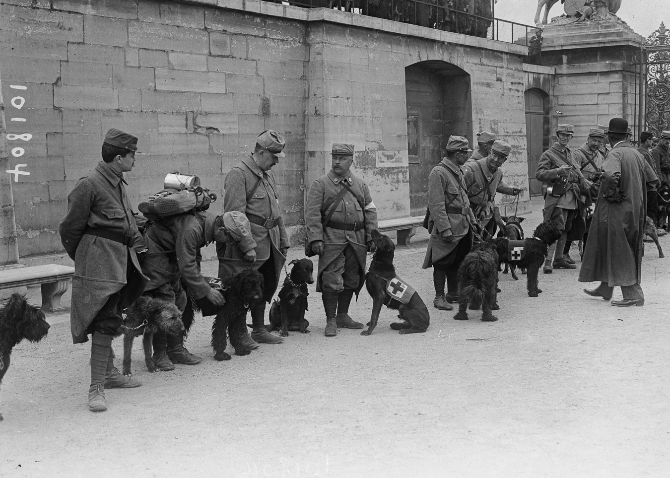 Guerre 1914-1918. Revue aux Tuileries d'une section de chiens sanitaires partant pour le front. Paris (Ier arr.), 1915. (© Maurice-Louis Branger/Roger-Viollet) Guerre 1914-1918. Revue aux Tuileries d'une section de chiens sanitaires partant pour le front. Paris (Ier arr.), 1915.