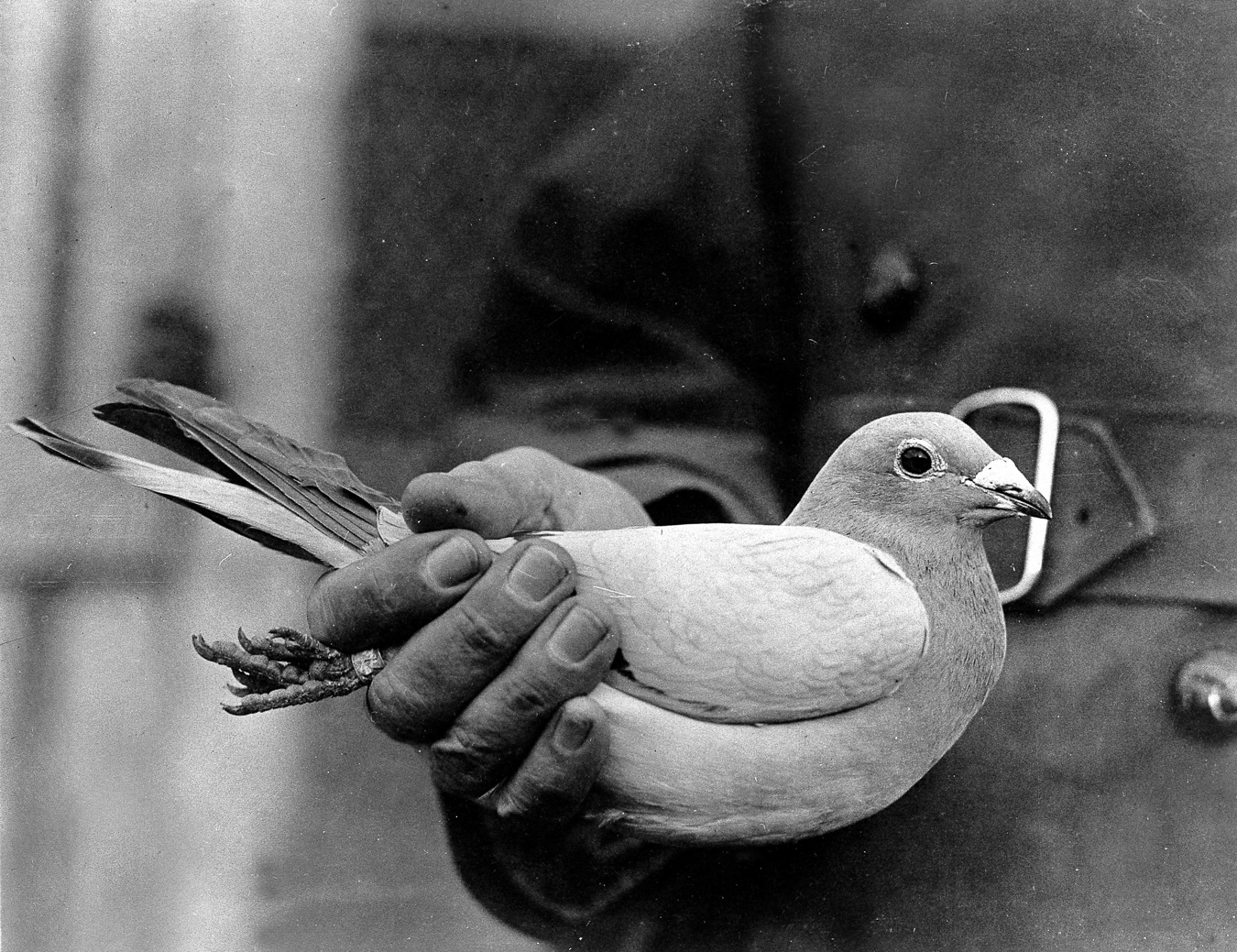 Pigeon voyageur utilisé pendant la Guerre 1914-1918. (© Roger-Viollet)