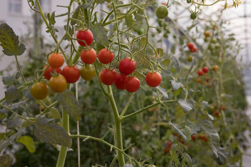 Serre agricole rue sorbier agriculture urbaine tomates (Guillaume Bontemps / Mairie de Paris)