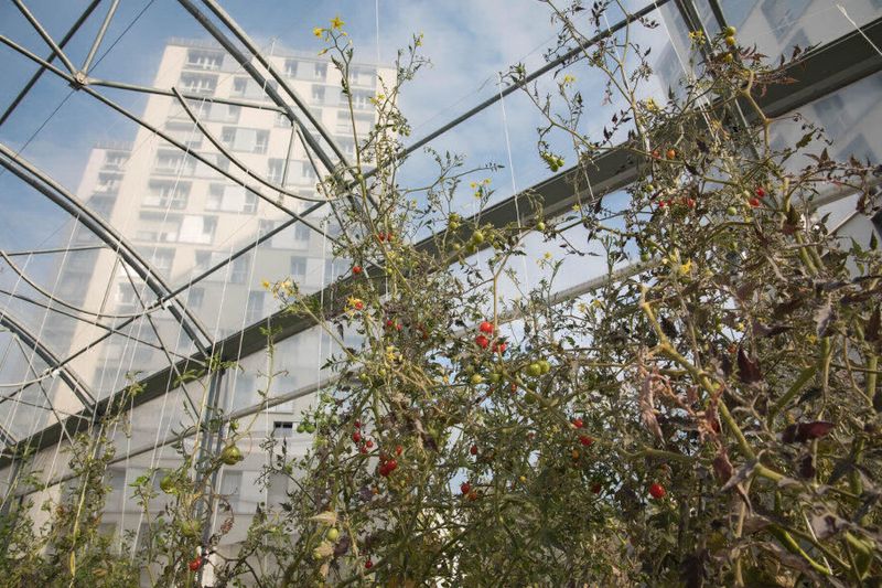 Serre agricole rue sorbier agriculture urbaine (Guillaume Bontemps / mairie de Paris)