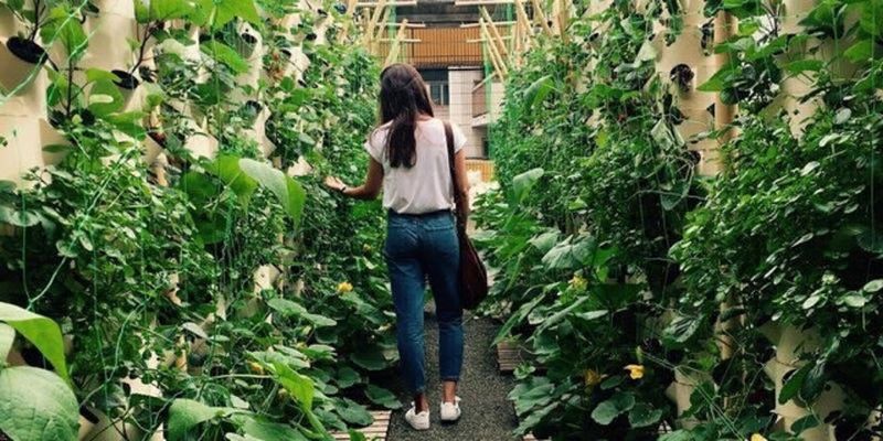 Production agricole dans Paris pour la boutique Alma Grown in town (ALMA Grown in town)