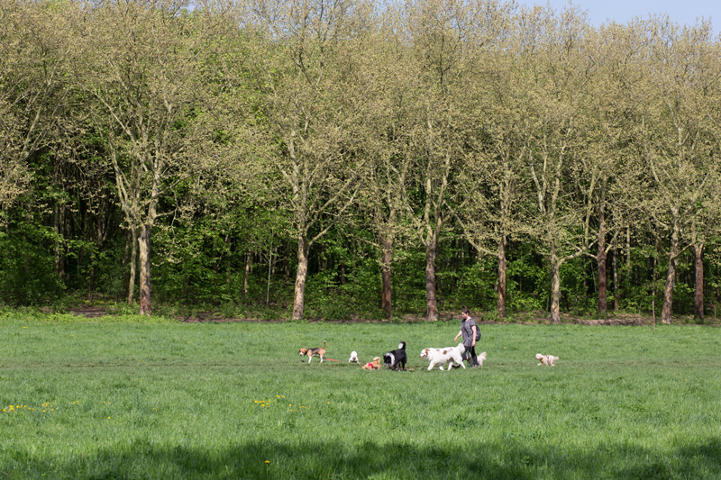 Des espaces de liberté pour les chiens dans les bois (Sophie Robichon / Ville de Paris)