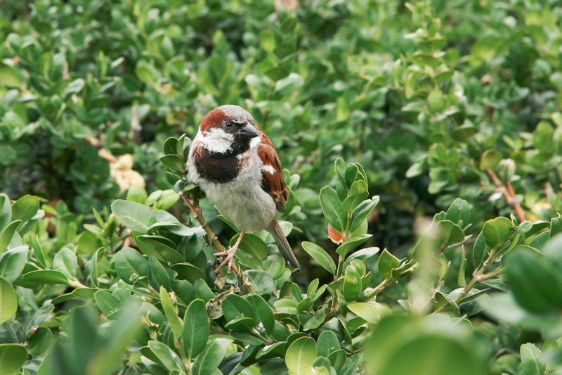 oiseaux-paris.jpg oiseau paris