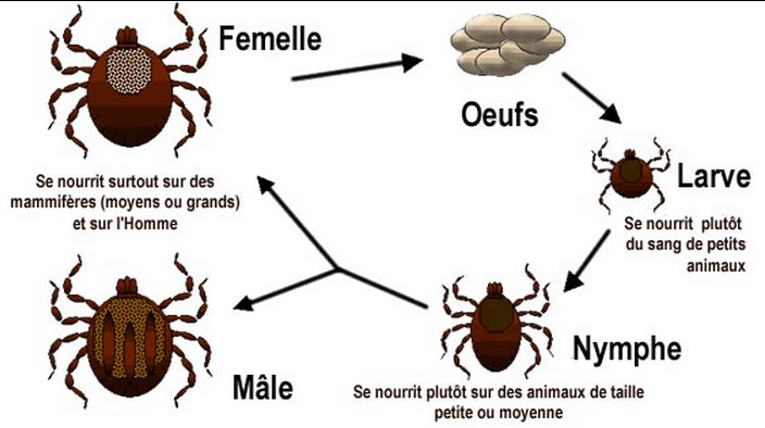 tique-reproduction.jpg tique-reproduction