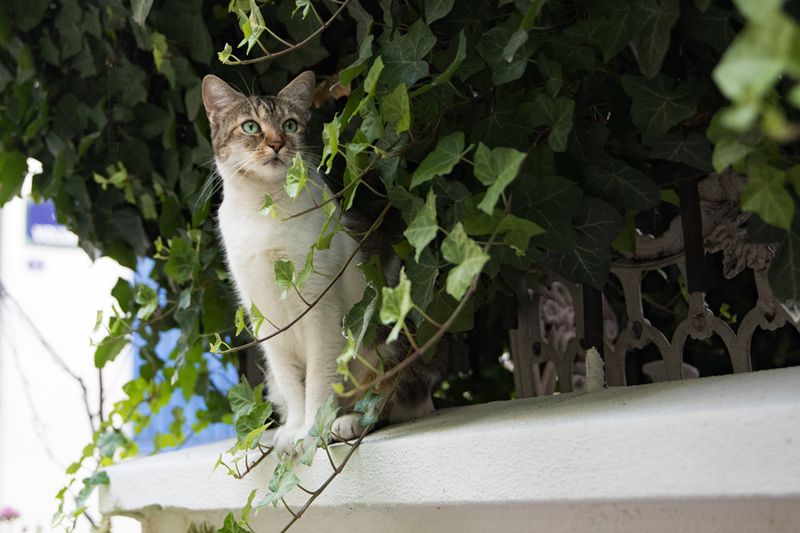 Un chat dans la rue (Guillaume Bontemps / Ville de Paris)