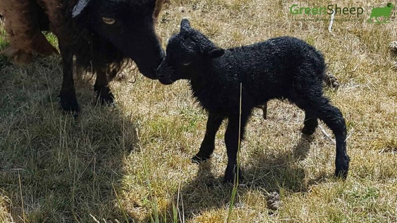 Bébé mouton d'Ouessant (GreenSheep)