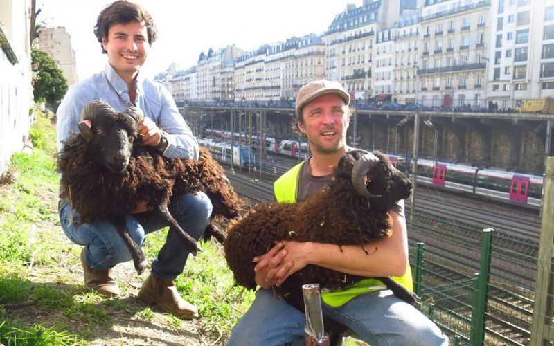 Moutons Gare saint lazare Paul Letheux société Greensheep et Jojo Le berger (Greensheep)