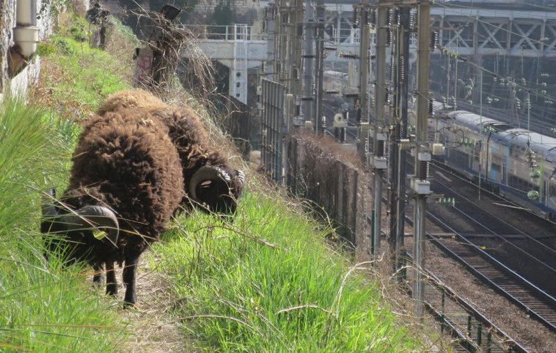 Moutons gare Saint Lazare de la société Greensheep (Greensheep)