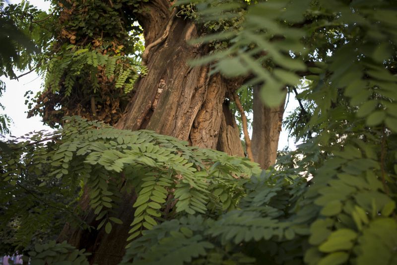 Robinier faux acacia plus vieil arbre de Paris (Jean-Pierre Viguié / Ville de Paris)