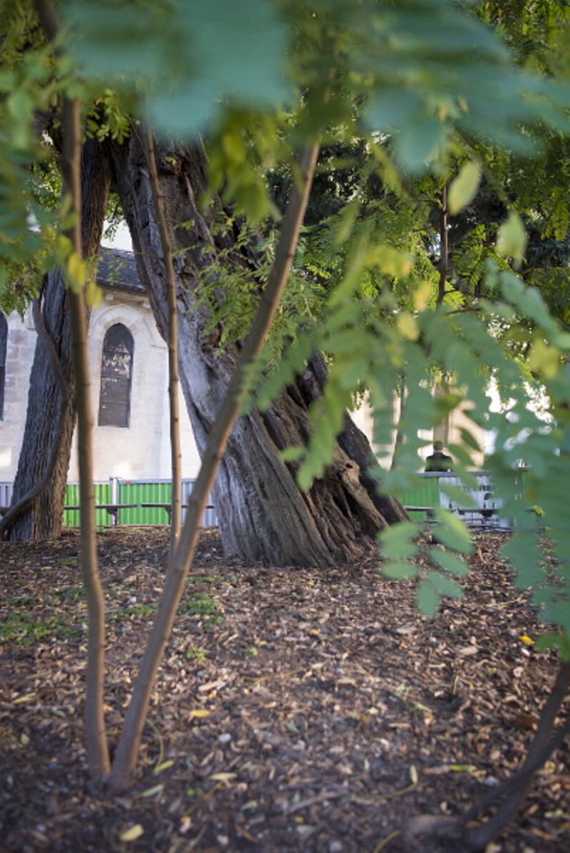 Robinier faux acacia plus vieil arbre de Paris (Jean-Pierre Viguié / Ville de Paris)