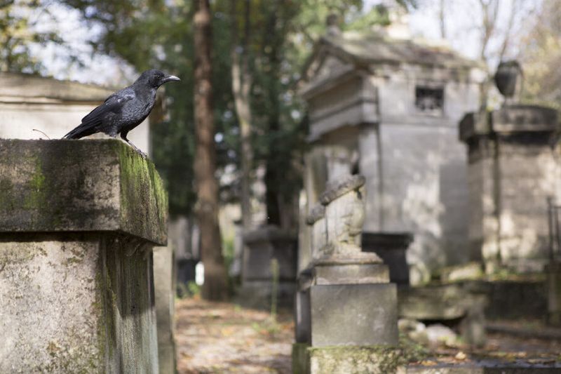 Oiseau cimetière de Père Lachaise (Jean Baptiste Gurliat / Ville de Paris)