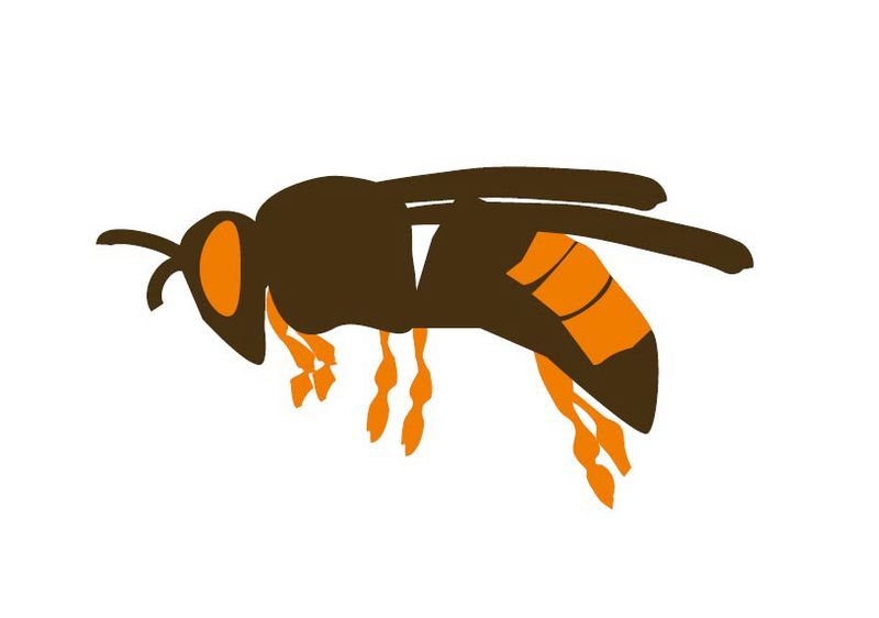 frelon.jpg frelon